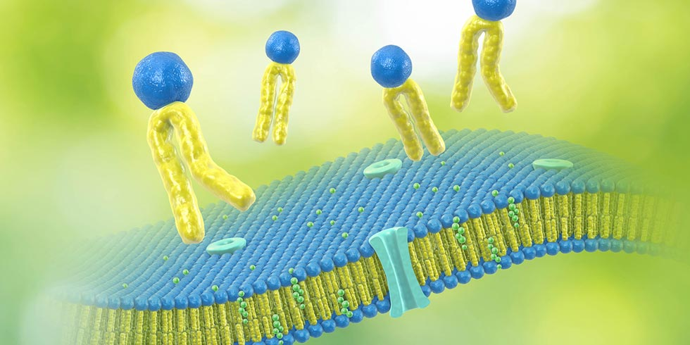 磷脂酰胆碱在血脂调节中起到什么作用？