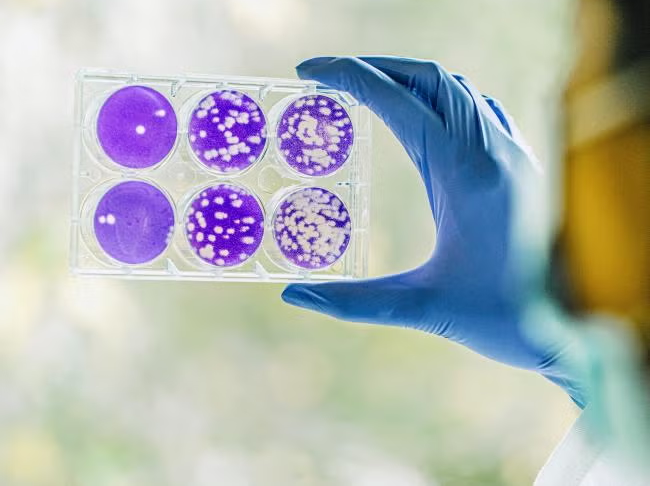 中国深度：干细胞在国内的科研版图与监管“紧箍咒”